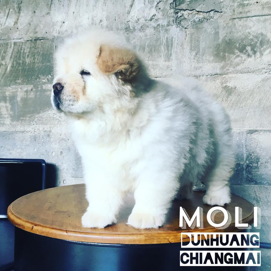 Chiangmai Moli Inn (Adults Only) Csiangmaj Kültér fotó