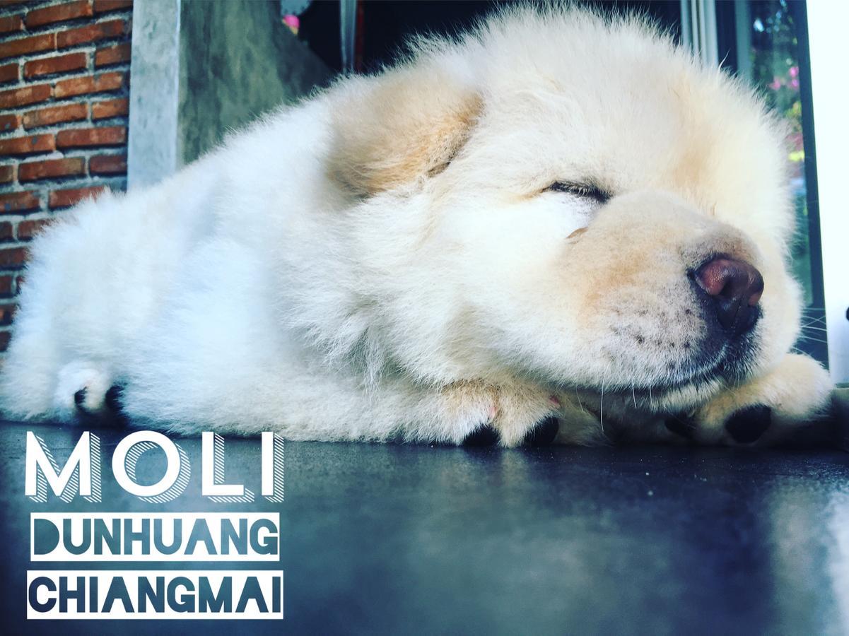 Chiangmai Moli Inn (Adults Only) Csiangmaj Kültér fotó